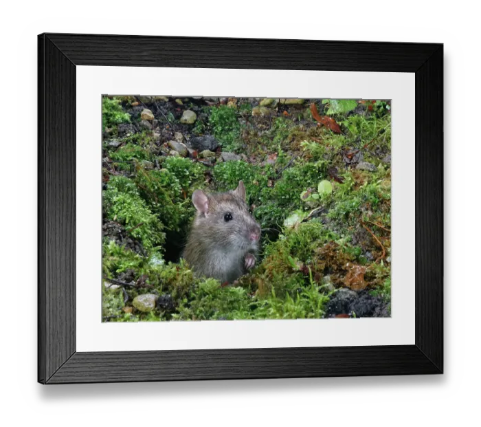 Framed Print : Brown rat (Rattus norvegicus) emerging from its burrow in a garden flowerbed at night, Wiltshire, England, UK. January Framed Print : Brown rat (Rattus norvegicus) emerging from its burrow in a garden flowerbed at night, Wiltshire, England, UK. January