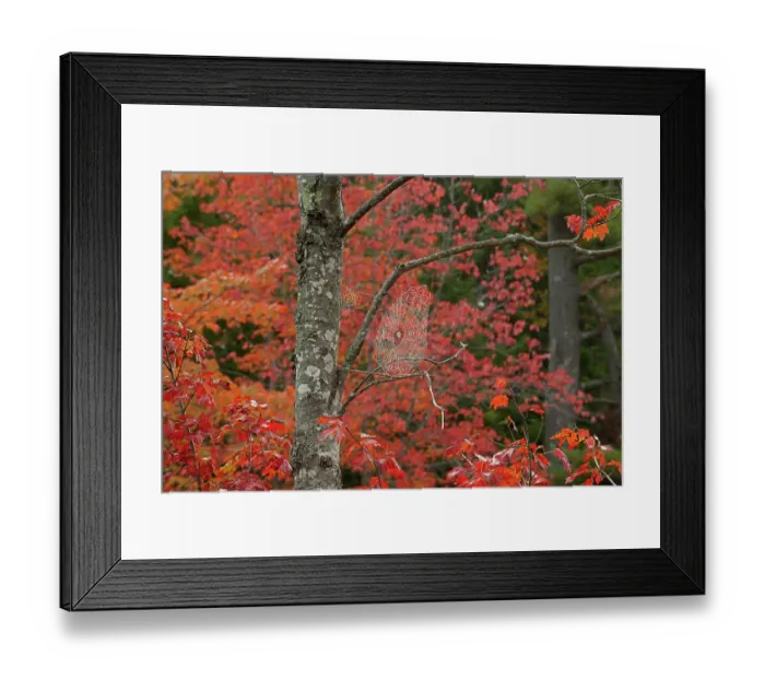 Framed Print : RF - Orbweaver spider's web on a tree branch with autumnal foliage behind, Acadia National Park, Maine, USA. October Framed Print : RF - Orbweaver spider's web on a tree branch with autumnal foliage behind, Acadia National Park, Maine, USA. October