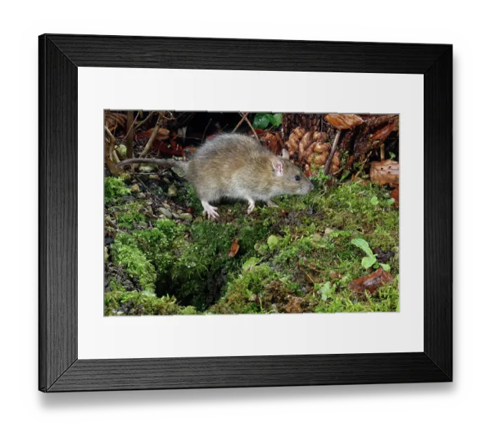 Framed Print : Brown rat (Rattus norvegicus) walking near its burrow entrance in a garden flowerbed at night, Wiltshire, England, UK. January Framed Print : Brown rat (Rattus norvegicus) walking near its burrow entrance in a garden flowerbed at night, Wiltshire, England, UK. January