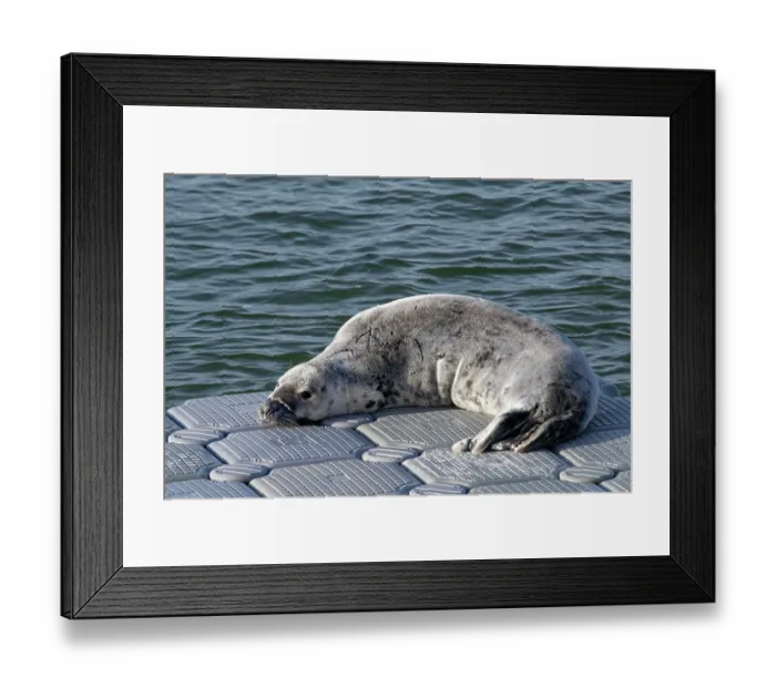 Framed Print : Grey seal (Halichoerus grypus) resting on a floating pontoon, Exe estuary, Devon, England, UK. December Framed Print : Grey seal (Halichoerus grypus) resting on a floating pontoon, Exe estuary, Devon, England, UK. December