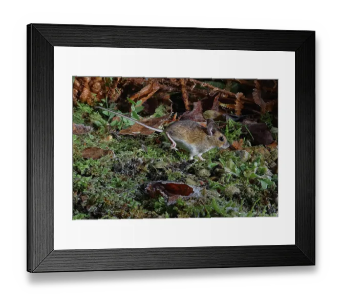 Framed Print : Wood mouse (Apodemus sylvaticus) running across a garden flowerbed at night after recent snow, Wiltshire, England, UK. January Framed Print : Wood mouse (Apodemus sylvaticus) running across a garden flowerbed at night after recent snow, Wiltshire, England, UK. January