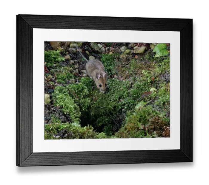 Framed Print : Wood mouse (Apodemus sylvaticus) approaching its burrow in a garden flowerbed at night, Wiltshire, England, UK. January