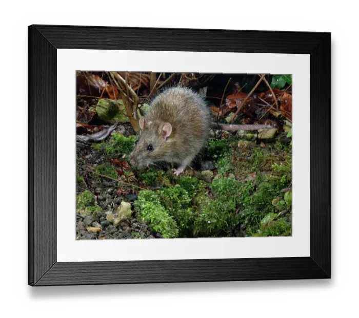 Framed Print : RF - Brown rat (Rattus norvegicus) near its burrow entrance in a garden flowerbed at night, Wiltshire, England, UK. January Framed Print : RF - Brown rat (Rattus norvegicus) near its burrow entrance in a garden flowerbed at night, Wiltshire, England, UK. January