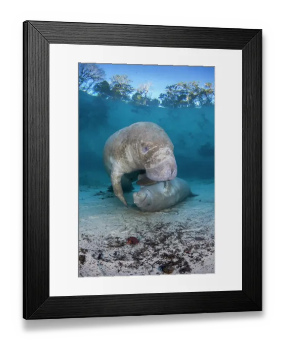 Framed Print : Florida manatee (Trichechus manatus latirostris) calf attempting to get milk from the mother, Three Sisters Spring, Crystal River, Florida, USA. Endangered Framed Print : Florida manatee (Trichechus manatus latirostris) calf attempting to get milk from the mother, Three Sisters Spring, Crystal River, Florida, USA. Endangered