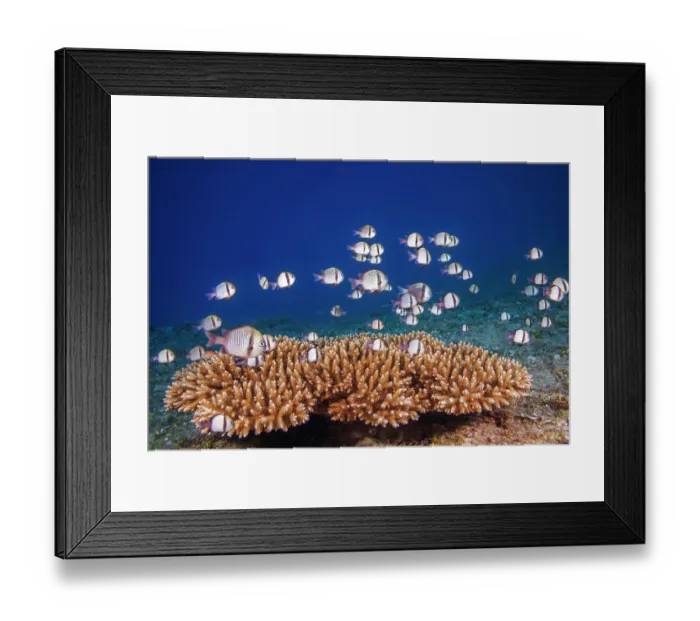 Framed Print : School of Reticulated dascyllus (Dascyllus reticulatus) swimming around coral colony where they will retreat to at the first sign of danger, Guam, Micronesia, Philippine Sea Framed Print : School of Reticulated dascyllus (Dascyllus reticulatus) swimming around coral colony where they will retreat to at the first sign of danger, Guam, Micronesia, Philippine Sea
