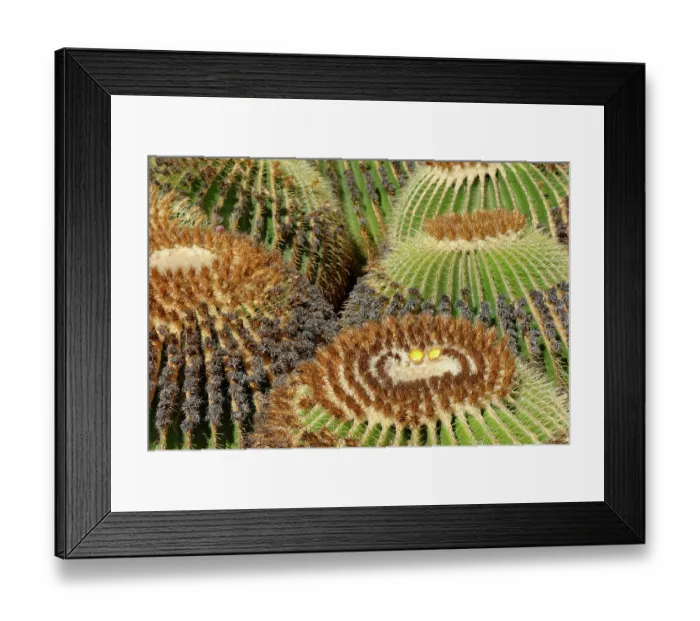 Framed Print : Group of Golden barrel cacti (Echinocactus grusonii), endemic to Mexico, Oasis Park, Fuerteventura, Canary Islands. November Framed Print : Group of Golden barrel cacti (Echinocactus grusonii), endemic to Mexico, Oasis Park, Fuerteventura, Canary Islands. November