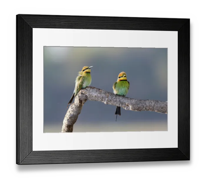 Framed Print : Two Rainbow bee-eaters (Merops ornatus) perched on branch of Pandanus aquaticus, overlooking a billabong, Mary River region, Northern Territory, Australia Framed Print : Two Rainbow bee-eaters (Merops ornatus) perched on branch of Pandanus aquaticus, overlooking a billabong, Mary River region, Northern Territory, Australia