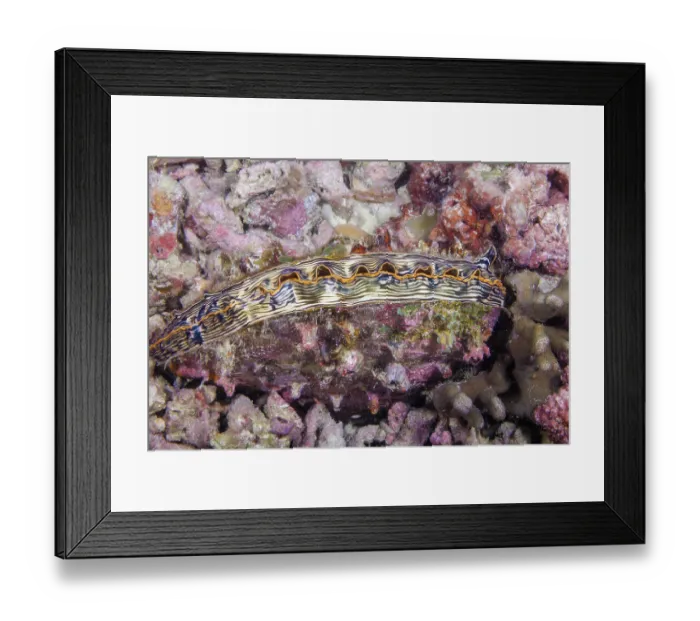 Framed Print : Comb penshell (Atrina pectinata) camouflaged on a reef, Philippines, Pacific Ocean Framed Print : Comb penshell (Atrina pectinata) camouflaged on a reef, Philippines, Pacific Ocean
