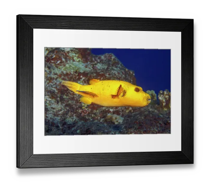 Framed Print : Guineafowl puffer (Arothron meleagris) yellow colour variation, with a Bluestreak cleaner wrasse (Labroides dimidiatus) swimming over coral reef, Guam, Micronesia, Philippine Sea Framed Print : Guineafowl puffer (Arothron meleagris) yellow colour variation, with a Bluestreak cleaner wrasse (Labroides dimidiatus) swimming over coral reef, Guam, Micronesia, Philippine Sea