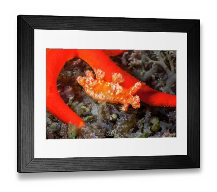 Framed Print : Polycerid nudibranch (Kaloplocamus sp.) crawling past a Sea star, off Rinca Island, Komodo, Indonesia, Pacific Ocean Framed Print : Polycerid nudibranch (Kaloplocamus sp.) crawling past a Sea star, off Rinca Island, Komodo, Indonesia, Pacific Ocean