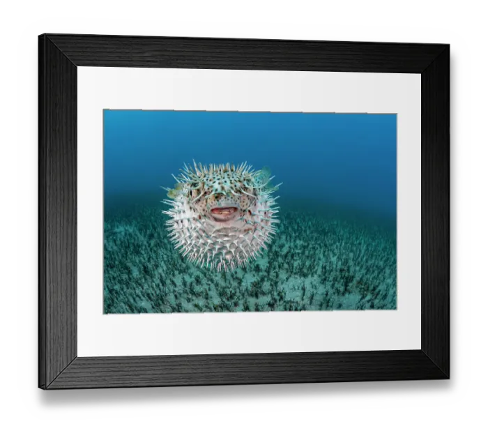 Framed Print : Spotted porcupinefish (Diodon hystrix) portrait, Hawaii, Pacific Ocean Framed Print : Spotted porcupinefish (Diodon hystrix) portrait, Hawaii, Pacific Ocean