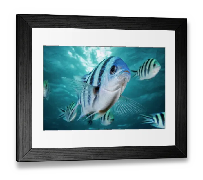 Framed Print : Scissortail sergeant (Abudefduf sexfasciatus) portrait, Guam, Micronesia, Philippine Sea