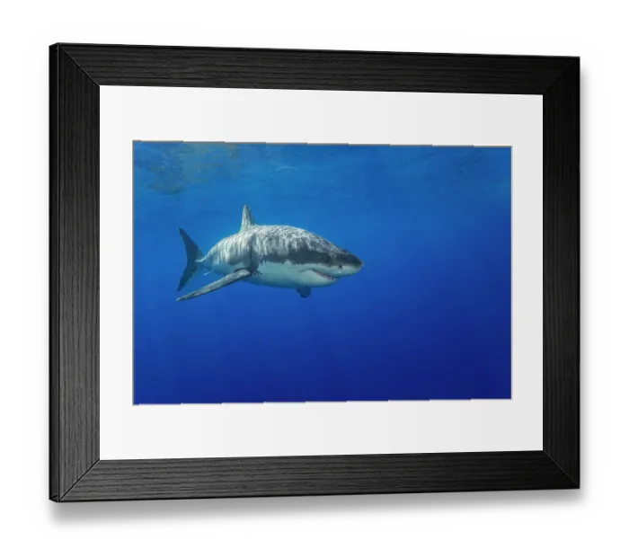 Framed Print : Great white shark (Carcharodon carcharias) portrait, Guadalupe Island, Mexico, Pacific Ocean Framed Print : Great white shark (Carcharodon carcharias) portrait, Guadalupe Island, Mexico, Pacific Ocean