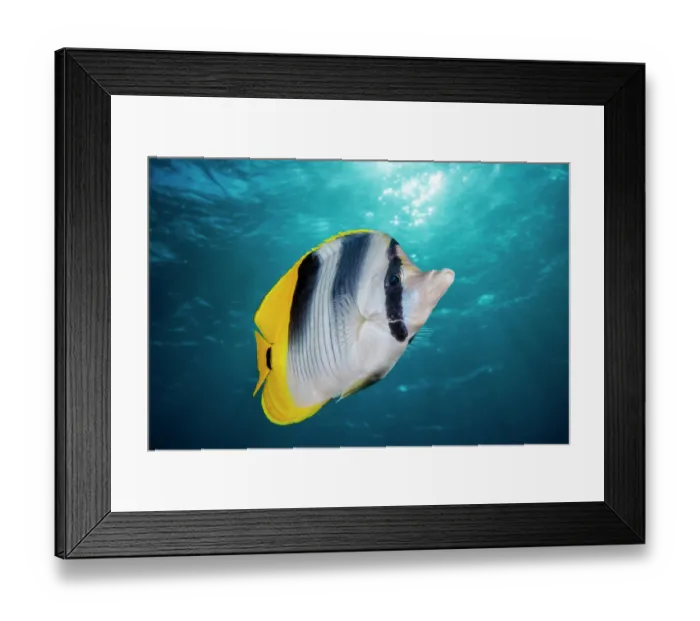 Framed Print : Pacific double-saddle butterflyfish (Chaetodon ulietensis) portrait, Guam, Micronesia, Pacific Ocean Framed Print : Pacific double-saddle butterflyfish (Chaetodon ulietensis) portrait, Guam, Micronesia, Pacific Ocean
