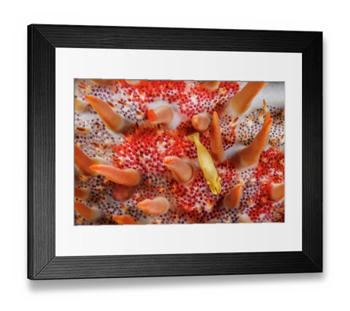 Framed Print : Sea star shimp (Periclimenes soror) on a host Crown-of-thorns starfish (Acanthaster planci), Guam, Micronesia, Philippine Sea Framed Print : Sea star shimp (Periclimenes soror) on a host Crown-of-thorns starfish (Acanthaster planci), Guam, Micronesia, Philippine Sea