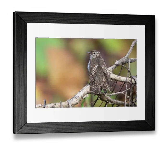 Framed Print : Sahul brush cuckoo (Cacomantis variolosus) juvenile, perched on a branch, Corroboree Billabong, Northern Territory, Australia Framed Print : Sahul brush cuckoo (Cacomantis variolosus) juvenile, perched on a branch, Corroboree Billabong, Northern Territory, Australia