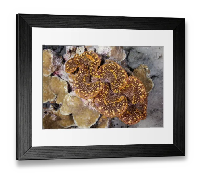 Framed Print : Giant tridacna clam (Tridacna gigas) embedded in a reef, off the island of Guam, Micronesia, Philippine Sea Framed Print : Giant tridacna clam (Tridacna gigas) embedded in a reef, off the island of Guam, Micronesia, Philippine Sea