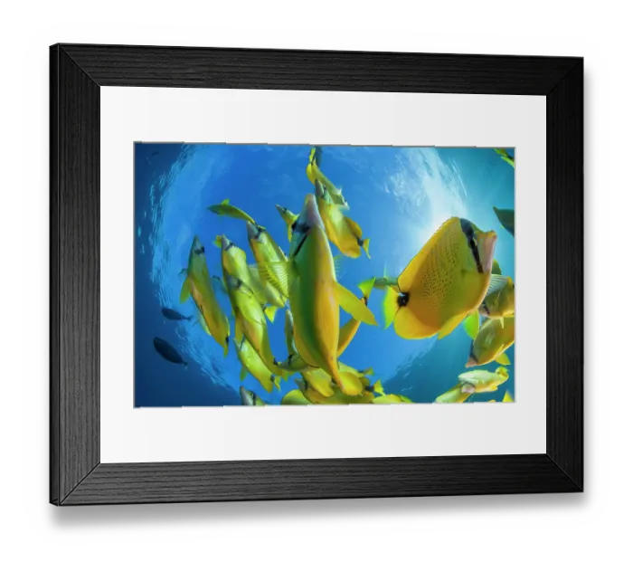 Framed Print : Schooling Milletseed butterflyfish (Chaetodon miliaris), Hawaii, Pacific Ocean Framed Print : Schooling Milletseed butterflyfish (Chaetodon miliaris), Hawaii, Pacific Ocean