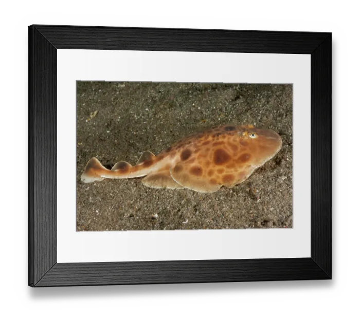 Framed Print : Indonesian numbfish (Narcine baliensis) resting on seabed. A new species of electric ray that can put out as much as 220 volts if disturbed