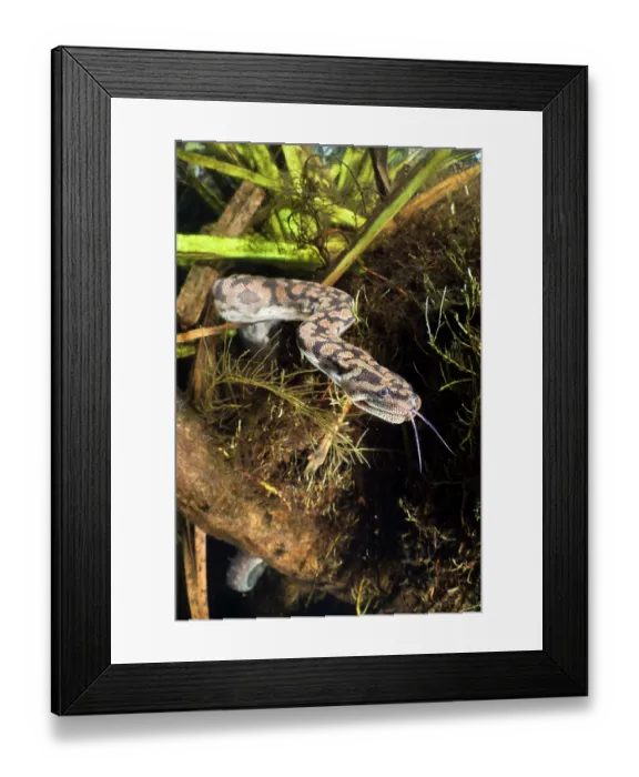 Framed Print : Arafura file snake (Acrochordus arafurae) among Pandanus root mass, Adelaide River tributary, Northern Territory, Australia Framed Print : Arafura file snake (Acrochordus arafurae) among Pandanus root mass, Adelaide River tributary, Northern Territory, Australia