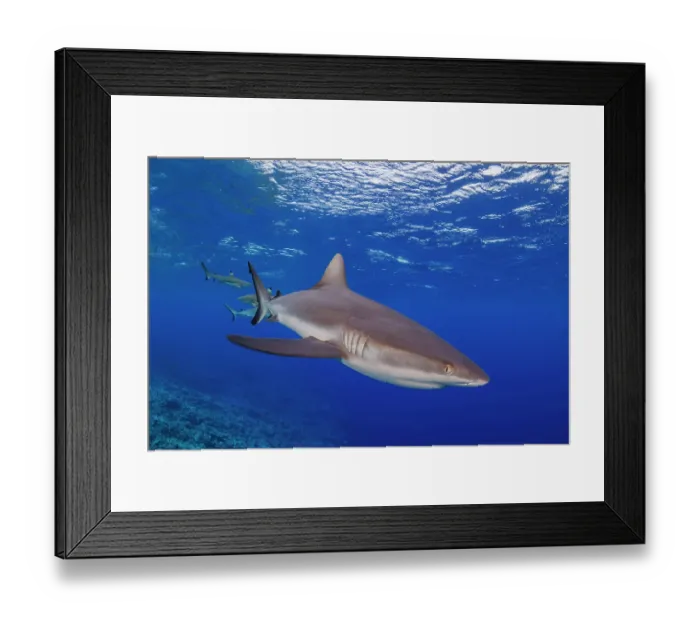 Framed Print : Grey reef shark (Carcharhinus amblyrhynchos) swimming over a reef, Yap, Federated States of Micronesia, Pacific Ocean Framed Print : Grey reef shark (Carcharhinus amblyrhynchos) swimming over a reef, Yap, Federated States of Micronesia, Pacific Ocean