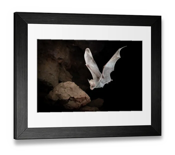 Framed Print : Ghost bat (Macroderma gigas) juvenile entering a natural cave roost, Adelaide River Hills, Northern Territory, Australia Framed Print : Ghost bat (Macroderma gigas) juvenile entering a natural cave roost, Adelaide River Hills, Northern Territory, Australia