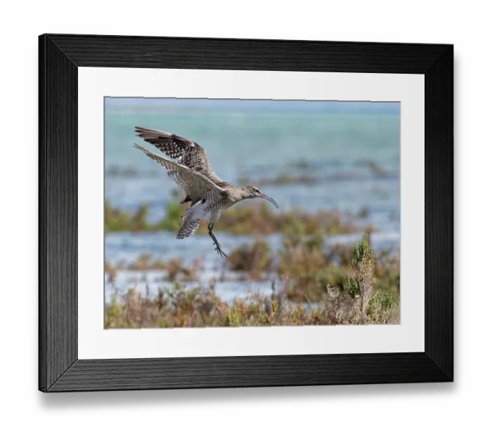 Framed Print : Whimbrel (Numenius phaeopus) migrant bird landing on salt marsh bushes at high tide, Sotavento Lagoon, Fuerteventura, Canary Islands. November Framed Print : Whimbrel (Numenius phaeopus) migrant bird landing on salt marsh bushes at high tide, Sotavento Lagoon, Fuerteventura, Canary Islands. November