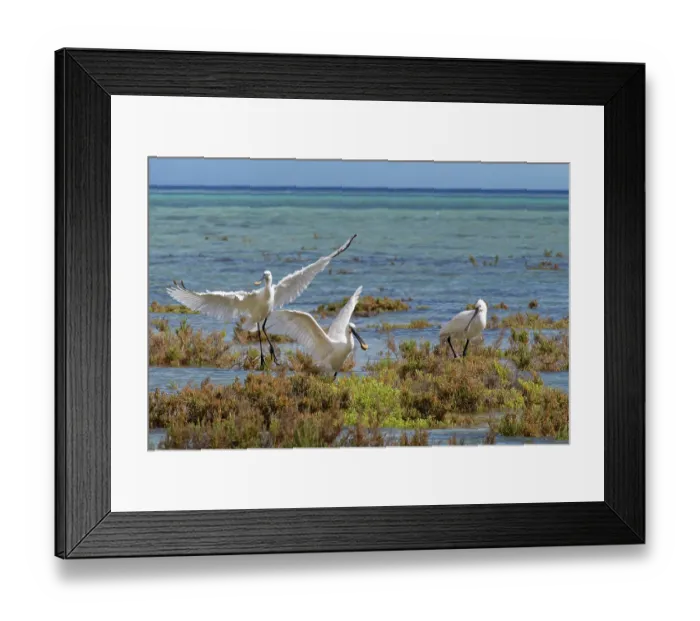 Framed Print : Eurasian spoonbills (Platalea leucorodia) landing to roost on the vegetated margins of a coastal lagoon at high tide, Sotavento lagoon, Fuerteventura, Canary Islands. November Framed Print : Eurasian spoonbills (Platalea leucorodia) landing to roost on the vegetated margins of a coastal lagoon at high tide, Sotavento lagoon, Fuerteventura, Canary Islands. November
