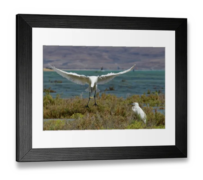 Framed Print : Eurasian spoonbill (Platalea leucorodia) landing near a Little egret (Egretta garzetta) on the vegetated margins of a coastal lagoon at high tide, Sotavento lagoon, Fuerteventura Framed Print : Eurasian spoonbill (Platalea leucorodia) landing near a Little egret (Egretta garzetta) on the vegetated margins of a coastal lagoon at high tide, Sotavento lagoon, Fuerteventura
