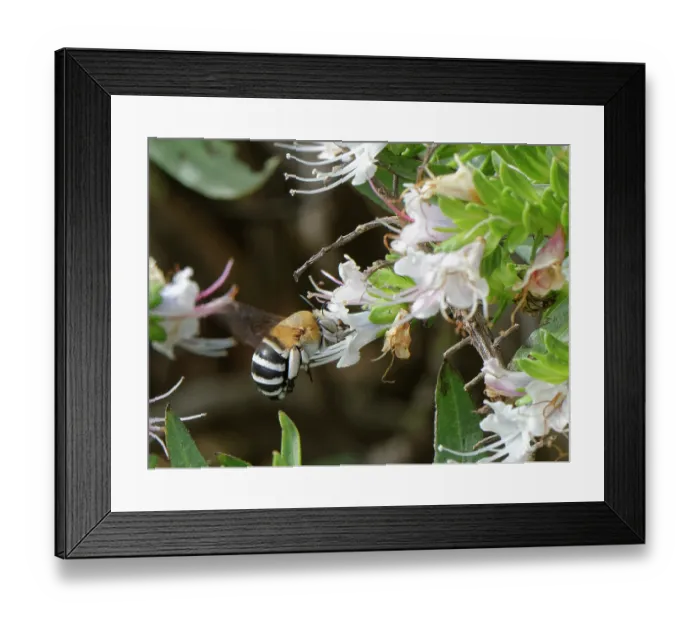 Framed Print : Canary islands blue-banded bee (Amegilla canifrons) nectaring on White tajinaste (Echium decaisnei purpuriense) flowers, Morro Velosa, Fuerteventura, Canary Islands. November Framed Print : Canary islands blue-banded bee (Amegilla canifrons) nectaring on White tajinaste (Echium decaisnei purpuriense) flowers, Morro Velosa, Fuerteventura, Canary Islands. November