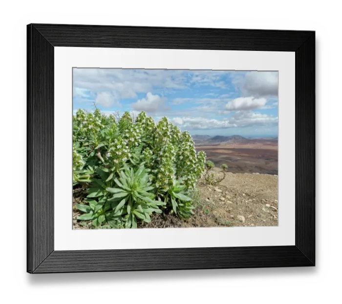 Framed Print : White tajinaste (Echium decaisnei purpuriense) clump flowering on a mountain top, Morro Velosa, Fuerteventura, Canary Islands. November Framed Print : White tajinaste (Echium decaisnei purpuriense) clump flowering on a mountain top, Morro Velosa, Fuerteventura, Canary Islands. November