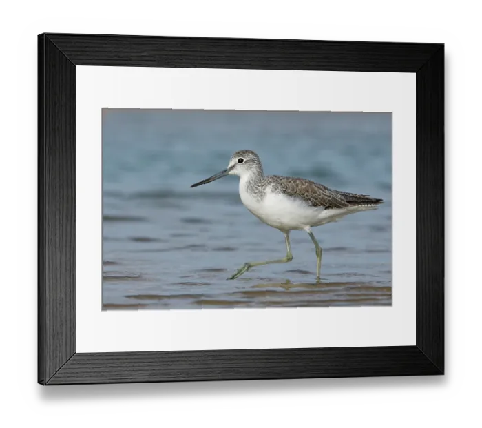Framed Print : Greenshank (Tringa nebularia) foraging in a coastal tide pool, Sotavento Lagoon, Fuerteventura, Canary Islands. November Framed Print : Greenshank (Tringa nebularia) foraging in a coastal tide pool, Sotavento Lagoon, Fuerteventura, Canary Islands. November