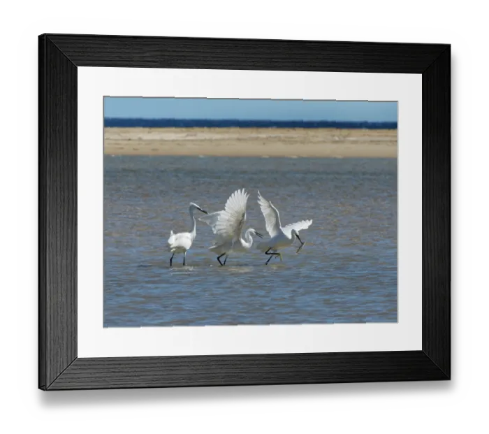 Framed Print : Two Little egrets (Egretta garzetta) chasing another that has just caught a fish in a coastal lagoon, Sotavento, Fuerteventura, Canary Islands. November