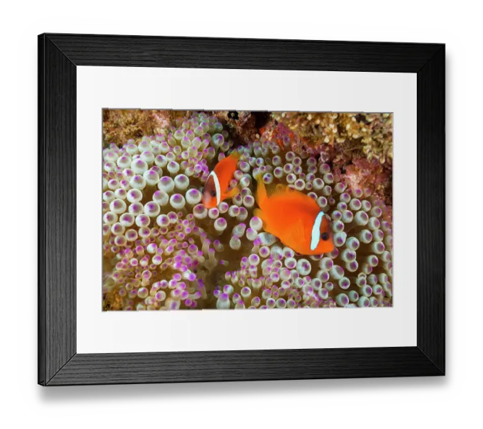 Framed Print : Two Fiji clownfish (Amphiprion barberi) swimming around sea anemone, Fiji, Pacific Ocean Framed Print : Two Fiji clownfish (Amphiprion barberi) swimming around sea anemone, Fiji, Pacific Ocean