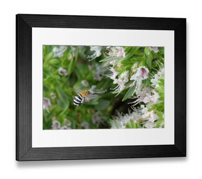 Framed Print : Canary islands blue-banded bee (Amegilla canifrons) flying towards White tajinaste (Echium decaisnei purpuriense) flowers, Morro Velosa, Fuerteventura, Canary Islands. November Framed Print : Canary islands blue-banded bee (Amegilla canifrons) flying towards White tajinaste (Echium decaisnei purpuriense) flowers, Morro Velosa, Fuerteventura, Canary Islands. November