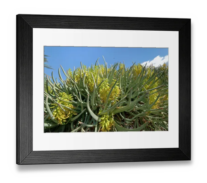 Framed Print : Mountain aloe (Aloe marlothii), a South African montane species, flowering, Oasis Park, Fuerteventura, Canary Islands. November