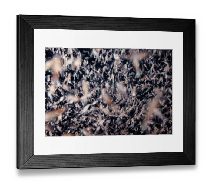 Framed Print : Mass of plankton attracted to lights at night. The majority here are an unknown species of Mysid shrimp (Mysidacea), Guam, Micronesia, Philippine Sea Framed Print : Mass of plankton attracted to lights at night. The majority here are an unknown species of Mysid shrimp (Mysidacea), Guam, Micronesia, Philippine Sea
