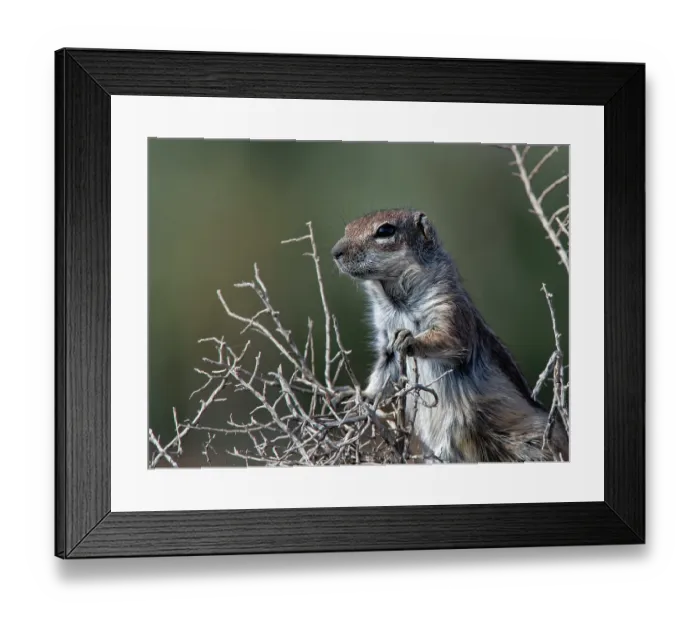 Framed Print : Barbary ground squirrel (Atlantoxerus getulus) standing in a bush in a coastal salt marsh, Morro Jable, Fuerteventura, Canary Islands. November Framed Print : Barbary ground squirrel (Atlantoxerus getulus) standing in a bush in a coastal salt marsh, Morro Jable, Fuerteventura, Canary Islands. November
