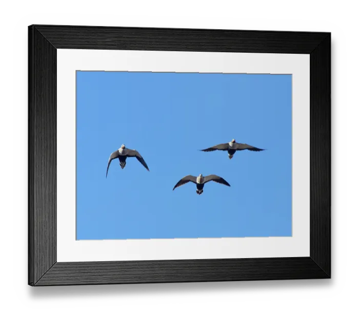 Framed Print : Three Black-bellied sandgrouse (Pterocles orientalis) flying overhead, Jandia Natural Park, Fuerteventura, Canary Islands. November Framed Print : Three Black-bellied sandgrouse (Pterocles orientalis) flying overhead, Jandia Natural Park, Fuerteventura, Canary Islands. November