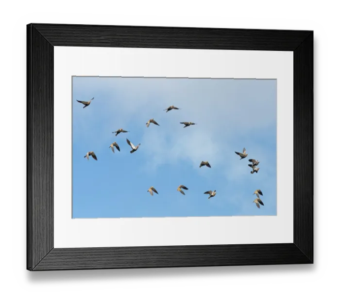 Framed Print : RF - Black-bellied sandgrouse (Pterocles orientalis) flock flying overhead, Jandia Natural Park, Fuerteventura, Canary Islands. November Framed Print : RF - Black-bellied sandgrouse (Pterocles orientalis) flock flying overhead, Jandia Natural Park, Fuerteventura, Canary Islands. November