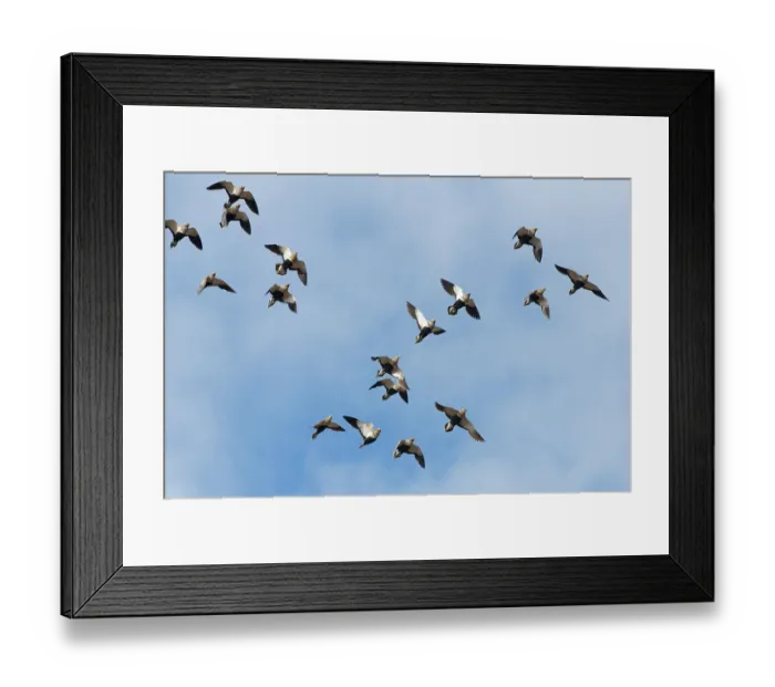 Framed Print : Black-bellied sandgrouse (Pterocles orientalis) flock flying overhead, Jandia Natural Park, Fuerteventura, Canary Islands. November Framed Print : Black-bellied sandgrouse (Pterocles orientalis) flock flying overhead, Jandia Natural Park, Fuerteventura, Canary Islands. November