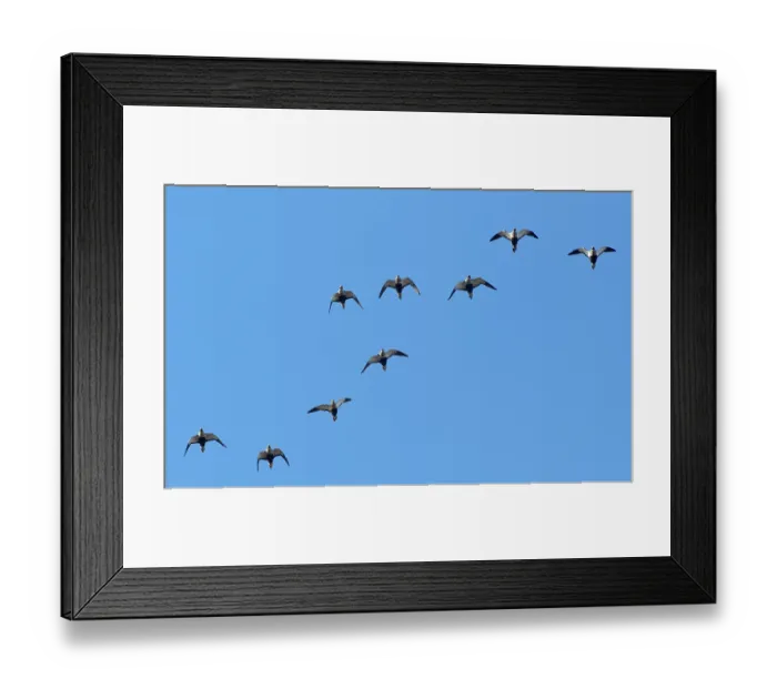 Framed Print : Black-bellied sandgrouse (Pterocles orientalis) flock flying overhead, Jandia Natural Park, Fuerteventura, Canary Islands. November Framed Print : Black-bellied sandgrouse (Pterocles orientalis) flock flying overhead, Jandia Natural Park, Fuerteventura, Canary Islands. November