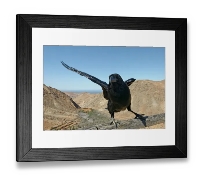 Framed Print : Canary Island raven (Corvus corax tingitanus) perched on a railing at a mountain viewpoint, Mirador las Penitas, Fuerteventura, Canary Islands. November Framed Print : Canary Island raven (Corvus corax tingitanus) perched on a railing at a mountain viewpoint, Mirador las Penitas, Fuerteventura, Canary Islands. November