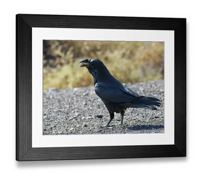 Framed Print : Canary Island raven (Corvus corax tingitanus) with a beak full of peanuts thrown by tourists, Morro Jable, Fuerteventura, Canary Islands. November Framed Print : Canary Island raven (Corvus corax tingitanus) with a beak full of peanuts thrown by tourists, Morro Jable, Fuerteventura, Canary Islands. November