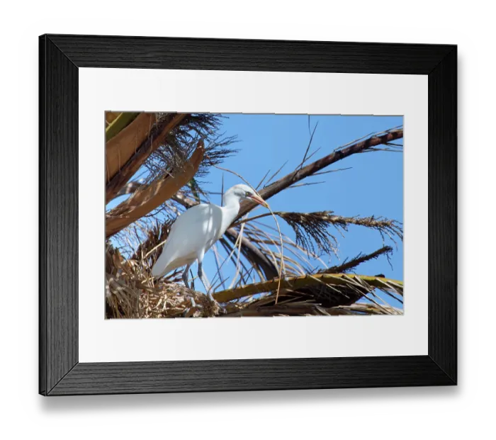 Framed Print : Cattle egret (Bubulcus ibis) perched in tree with nest material, Morro Jable, Fuerteventura, Canary Islands. November Framed Print : Cattle egret (Bubulcus ibis) perched in tree with nest material, Morro Jable, Fuerteventura, Canary Islands. November
