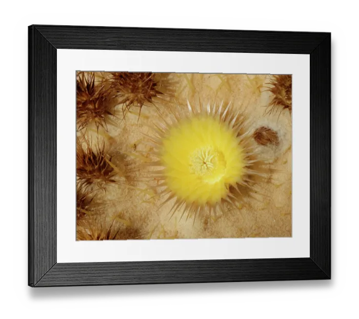 Framed Print : Golden barrel cactus (Echinocactus grusonii) flower, endemic to Mexico, Oasis Park, Fuerteventura, Canary Islands. November Framed Print : Golden barrel cactus (Echinocactus grusonii) flower, endemic to Mexico, Oasis Park, Fuerteventura, Canary Islands. November