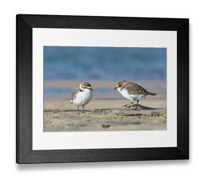 Framed Print : Kentish plovers (Charadrius alexandrinus) pair resting and foraging on the margins of a coastal lagoon, Sotavento, Fuerteventura, Canary Islands. November
