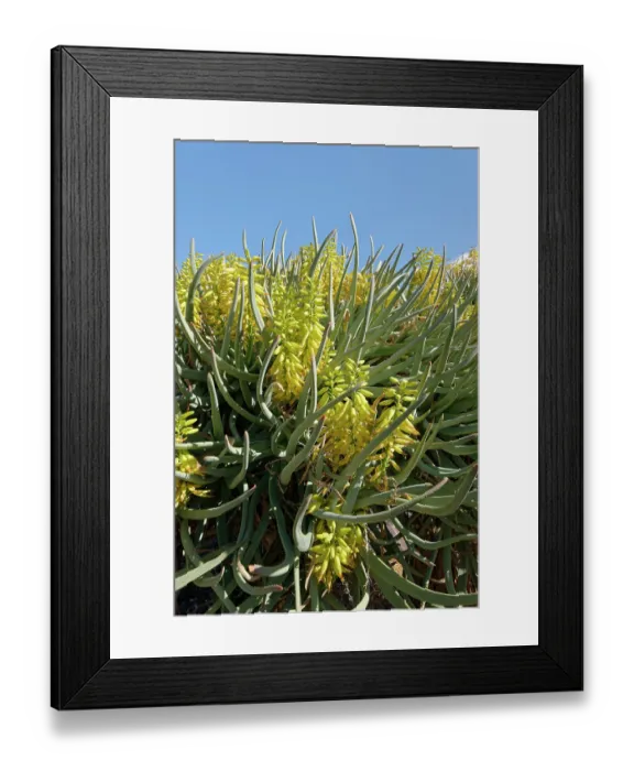 Framed Print : Mountain aloe (Aloe marlothii), a South African montane species, flowering, Oasis Park, Fuerteventura, Canary Islands. November Framed Print : Mountain aloe (Aloe marlothii), a South African montane species, flowering, Oasis Park, Fuerteventura, Canary Islands. November