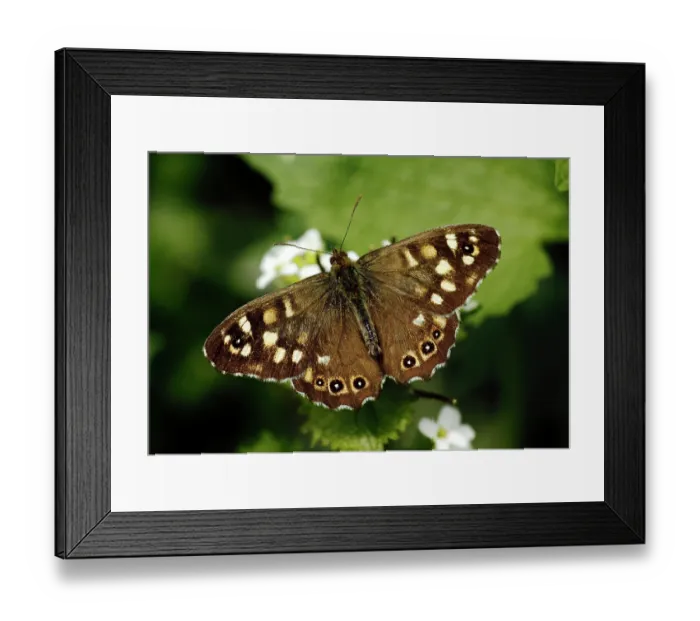 Framed Print : Speckled wood butterfly (Pararge aegeria) feeding on Garlic mustard flowers (Alliaria petiolata), London, England, UK. April Framed Print : Speckled wood butterfly (Pararge aegeria) feeding on Garlic mustard flowers (Alliaria petiolata), London, England, UK. April