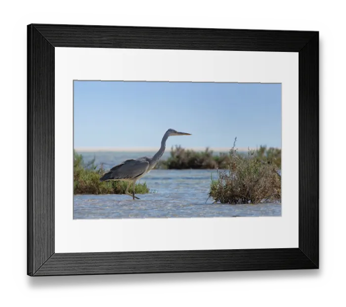 Framed Print : Grey heron (Ardea cinerea) foraging in a coastal lagoon, Sotavento, Fuerteventura, Canary Islands. November Framed Print : Grey heron (Ardea cinerea) foraging in a coastal lagoon, Sotavento, Fuerteventura, Canary Islands. November